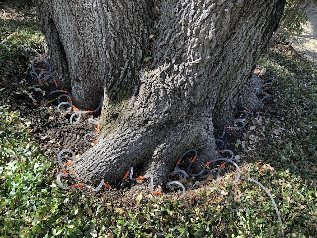 Detailed Tree Cabling and Bracing job site in Maxwell