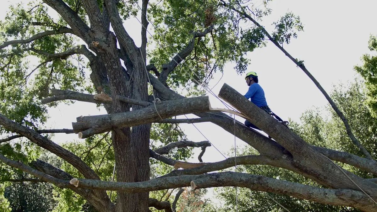 Professional Crown Thinning performed by certified arborists in Maxwell